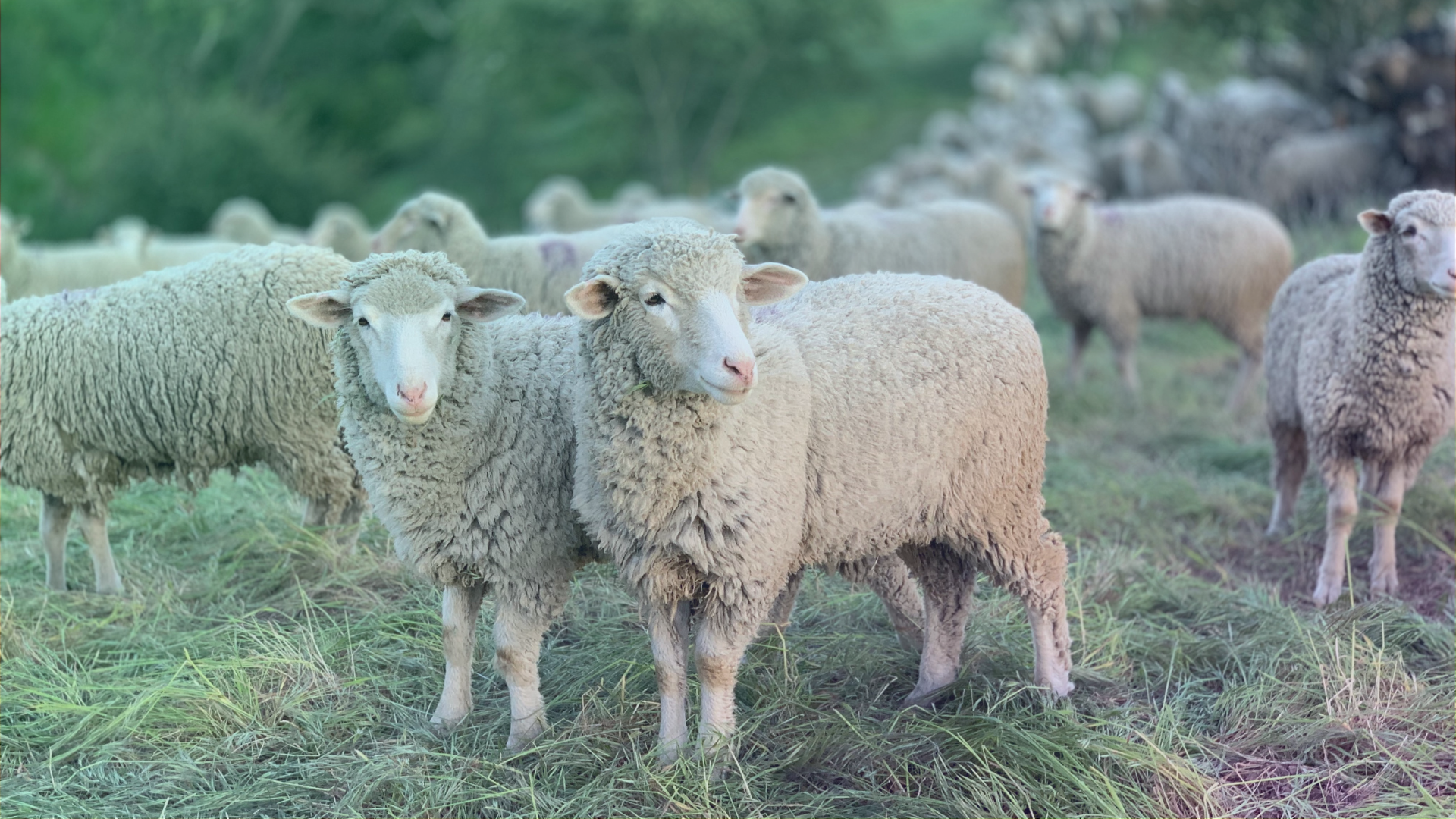 Lana made in Appennino: la storia di Lamantera